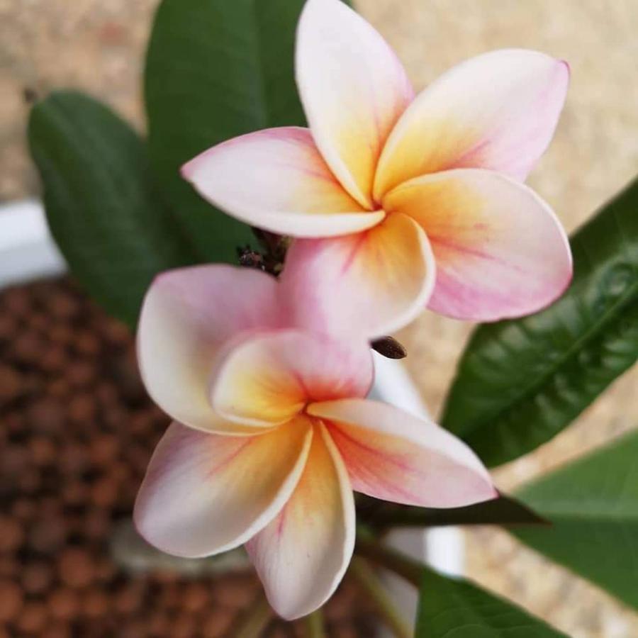 La Maison Fleur De Frangipanier Saint-Genix-sur-Guiers Ngoại thất bức ảnh